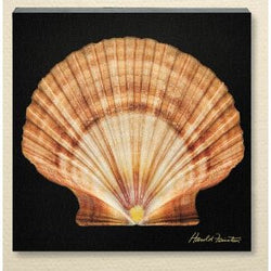 Harold Feinstein Scallop Shell Canvas Wall Art