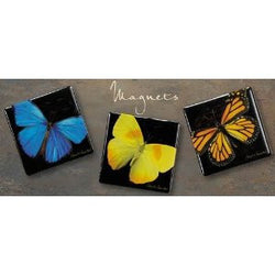 Harold Feinstein Square Butterfly Magnets -Set of three