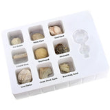 Earth Science Kit- Fossils