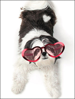 Warm Fuzzy Puppy Valentine's Day Cards
