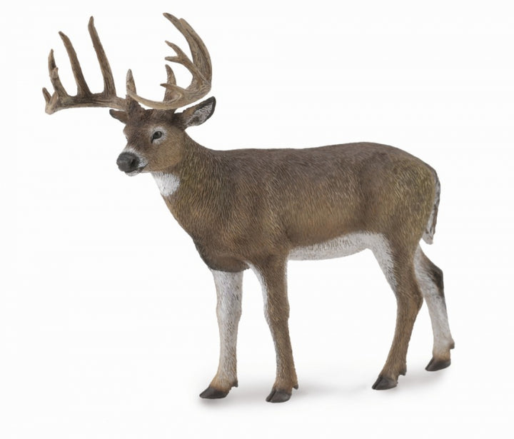 Reeves Collect White Tailed Deer