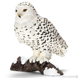 Snowy Owl