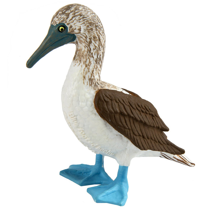 Safari Blue Footed Booby