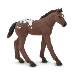 Safari Appaloosa Foal