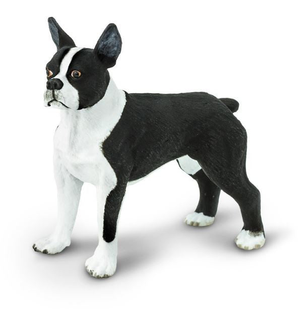 Safari Boston Terrier