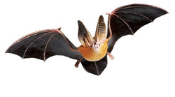 Townsend's Big Eared Bat