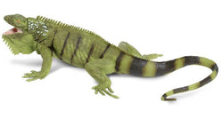 Safari Iguana
