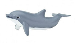Dolphin Calf