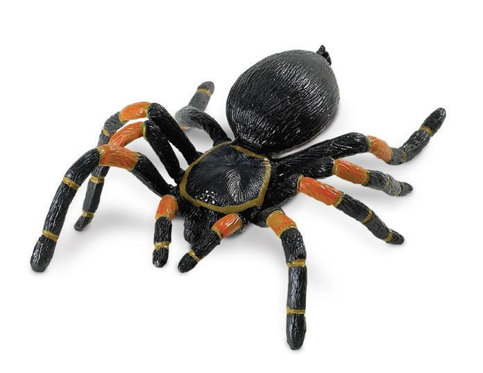 Orange Kneed Tarantula